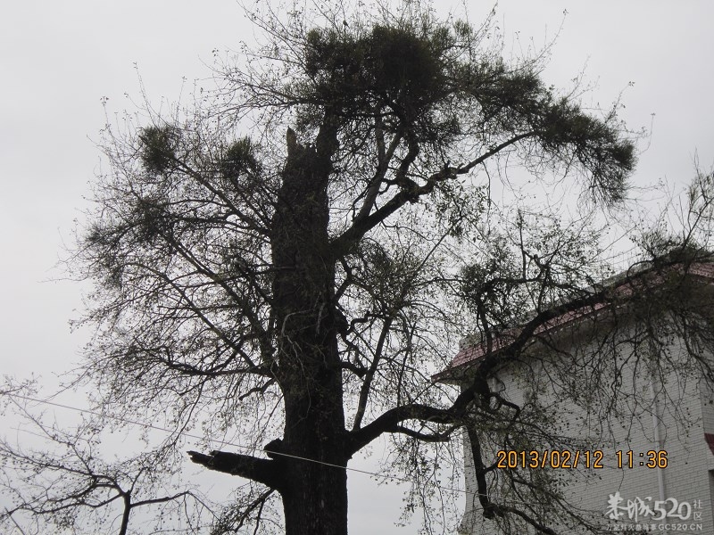 这个老古董是做什么用的522 / 作者:←￠华◥眚☆ / 帖子ID:61518