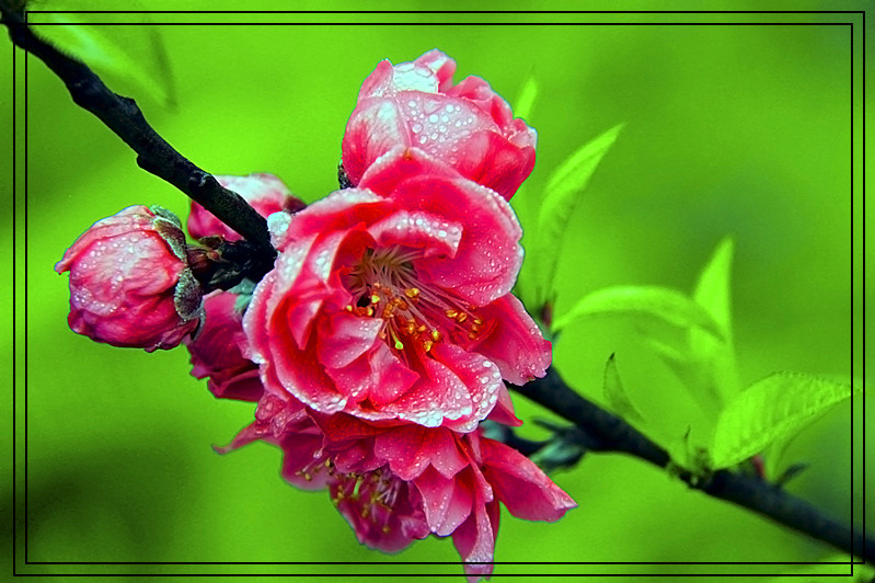 桃花583 / 作者:瑶乡看兰 / 帖子ID:61522