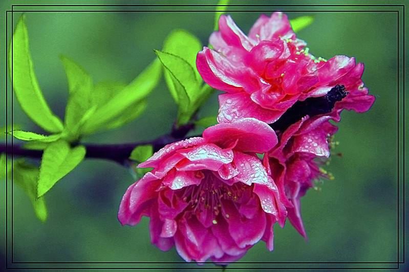桃花331 / 作者:瑶乡看兰 / 帖子ID:61522
