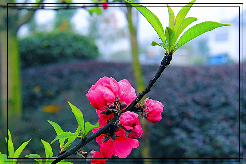 桃花374 / 作者:瑶乡看兰 / 帖子ID:61522