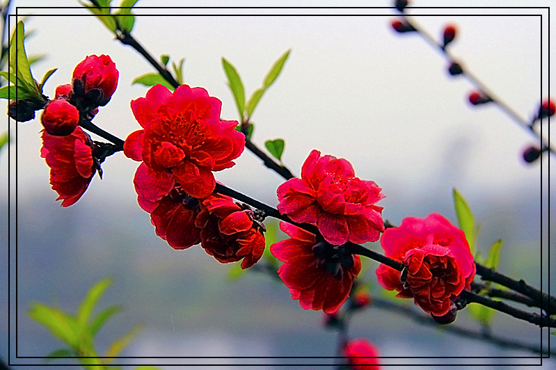 桃花988 / 作者:瑶乡看兰 / 帖子ID:61522