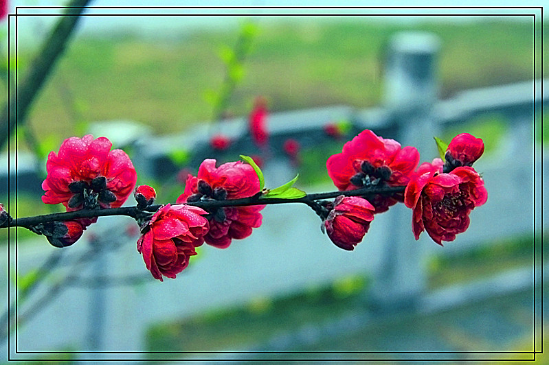 桃花404 / 作者:瑶乡看兰 / 帖子ID:61522