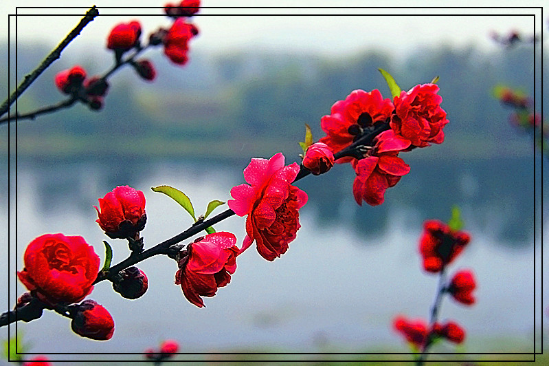 桃花94 / 作者:瑶乡看兰 / 帖子ID:61522