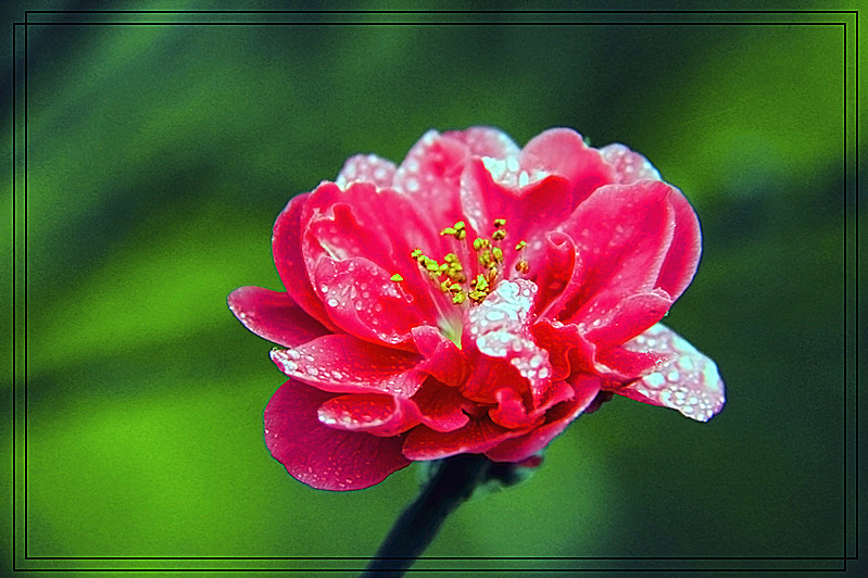 桃花971 / 作者:瑶乡看兰 / 帖子ID:61522