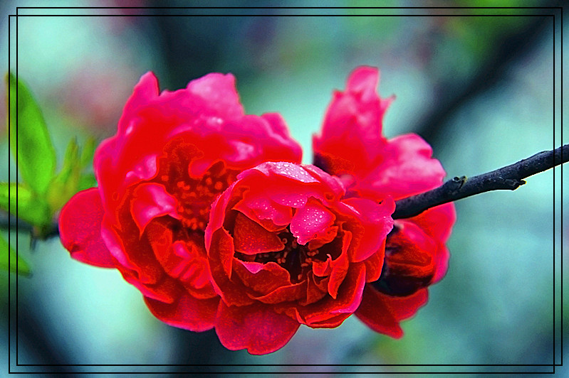 桃花460 / 作者:瑶乡看兰 / 帖子ID:61522
