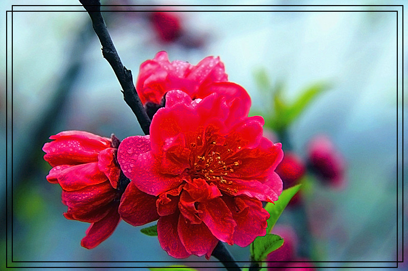 桃花144 / 作者:瑶乡看兰 / 帖子ID:61522
