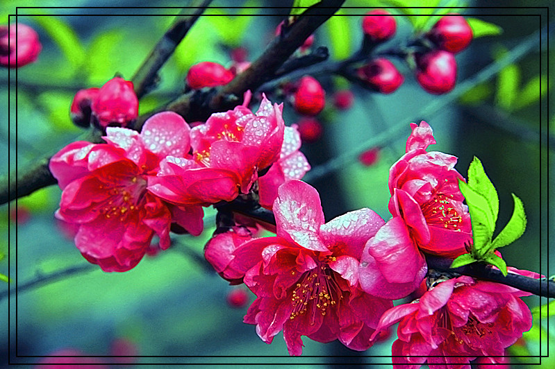 桃花120 / 作者:瑶乡看兰 / 帖子ID:61522