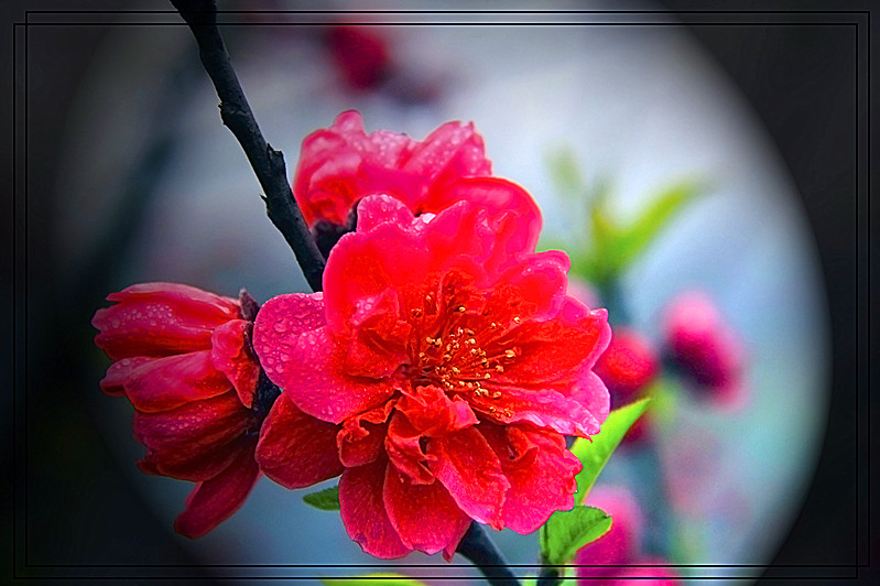 桃花861 / 作者:瑶乡看兰 / 帖子ID:61522