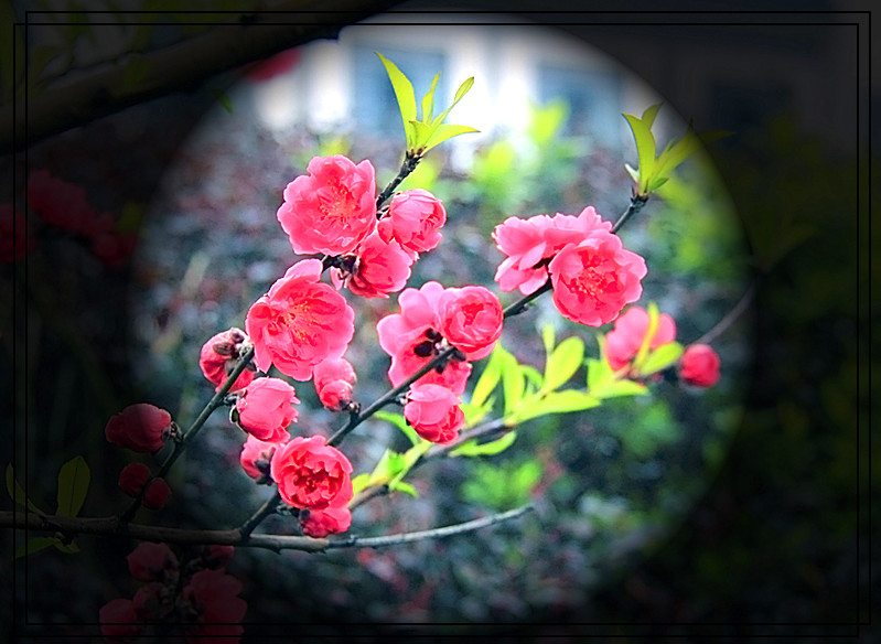 桃花321 / 作者:瑶乡看兰 / 帖子ID:61522