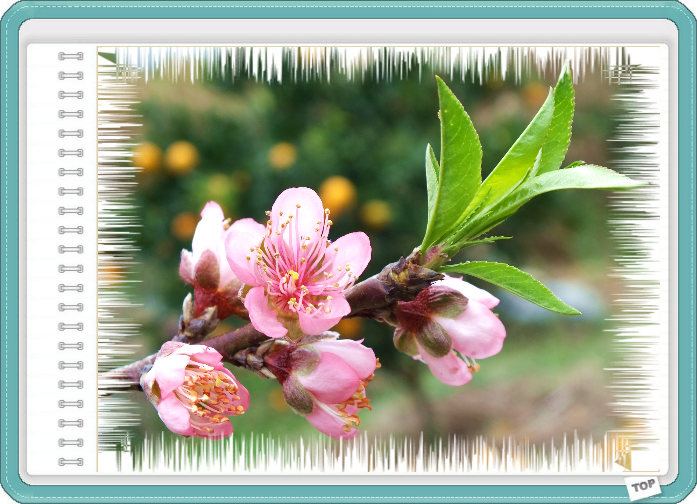 春赏桃花913 / 作者:好吃再来 / 帖子ID:61549