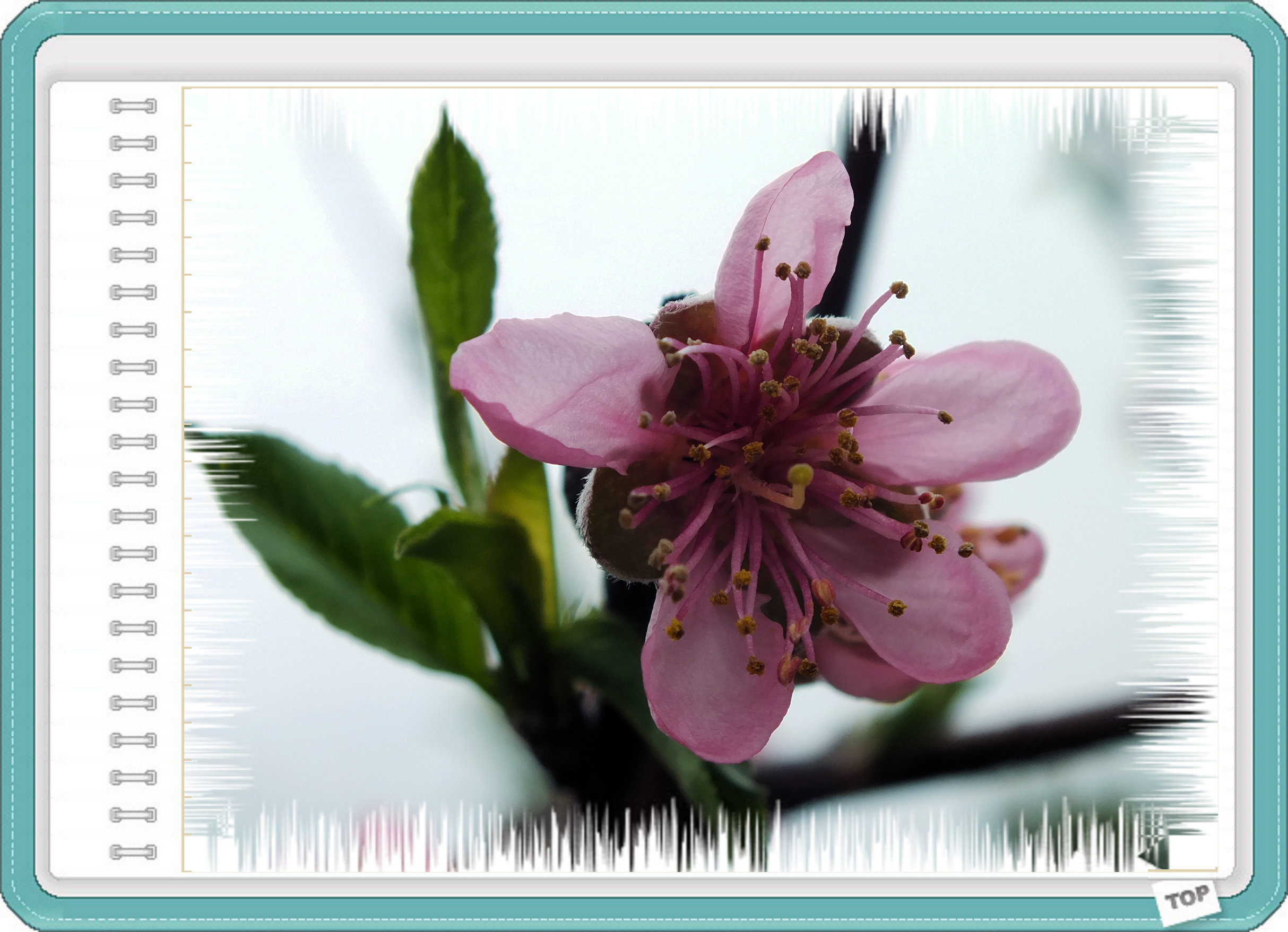 春赏桃花820 / 作者:好吃再来 / 帖子ID:61549