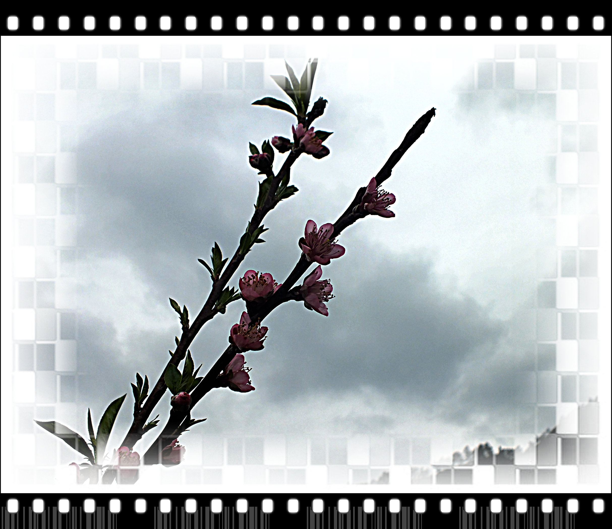 春赏桃花711 / 作者:好吃再来 / 帖子ID:61549