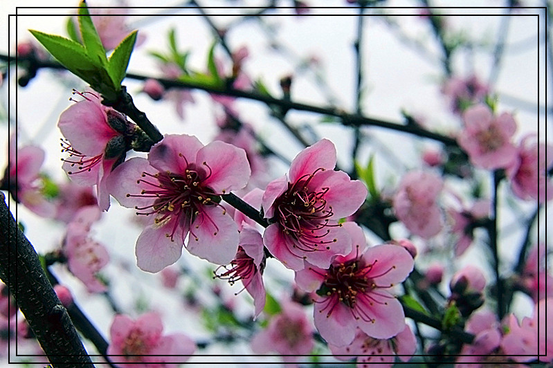 赏大岭山桃花552 / 作者:瑶乡看兰 / 帖子ID:61554