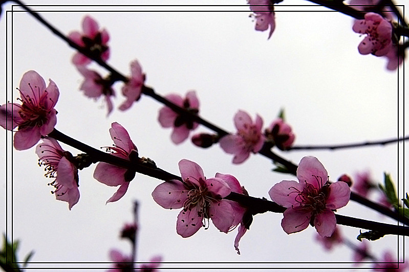 赏大岭山桃花14 / 作者:瑶乡看兰 / 帖子ID:61554