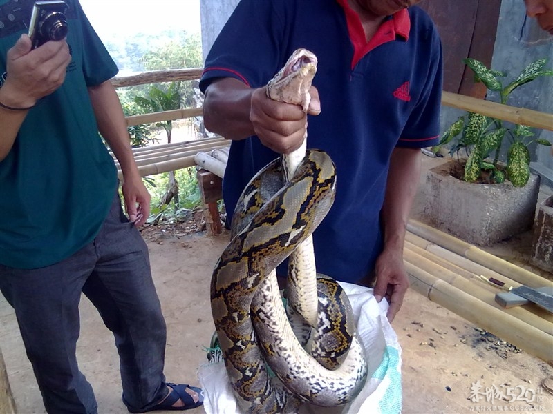 哪个吃过这野味992 / 作者:王天无忌 / 帖子ID:61572