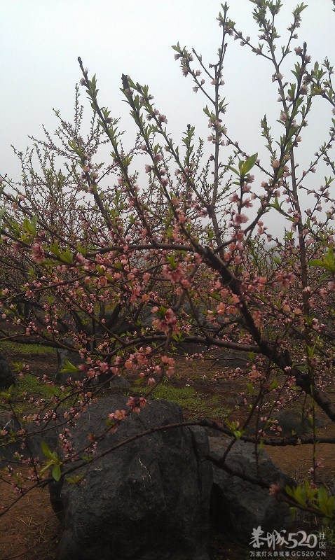 桃花朵朵开哈走走桃花运273 / 作者:珍惜 / 帖子ID:61616