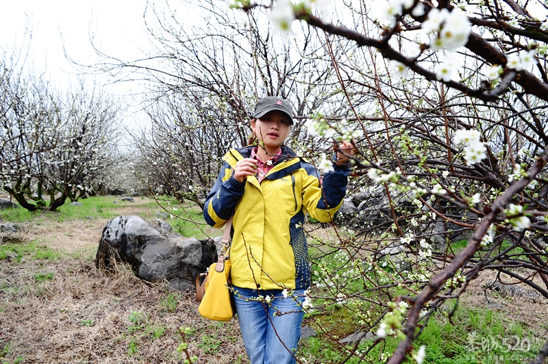 恭城520社区 2013行桃花园.走桃花运活动 图片集中营（已更新）！740 / 作者:孤单远行 / 帖子ID:61681
