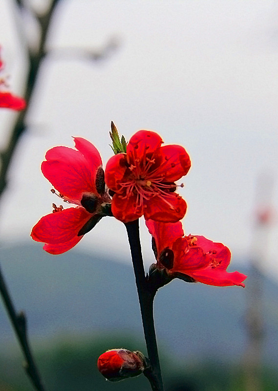 春    赏桃花376 / 作者:瑶乡看兰 / 帖子ID:63065