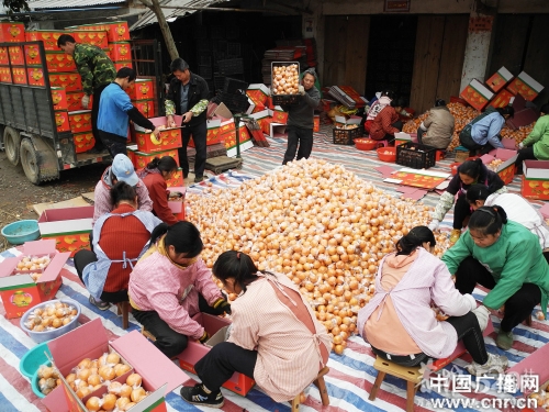 恭城椪柑迎春价涨309 / 作者:茶城路人 / 帖子ID:63424