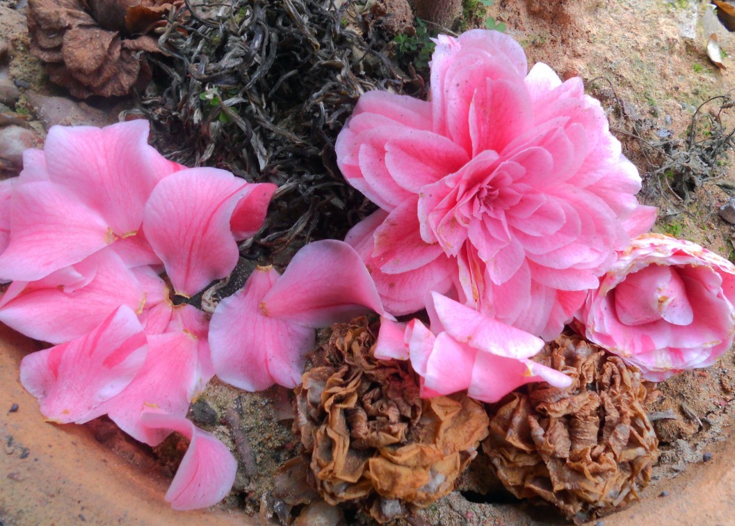 老板说这蔸茶花值钱哦  2种颜色3种花型 哈哈  不卖了哦152 / 作者:星想事成 / 帖子ID:63628