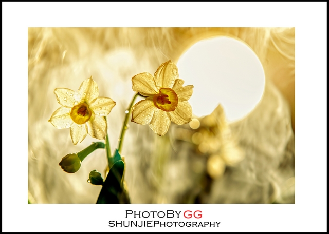 【PhotoByGG】幻烟·画心248 / 作者:小兔子 / 帖子ID:63697