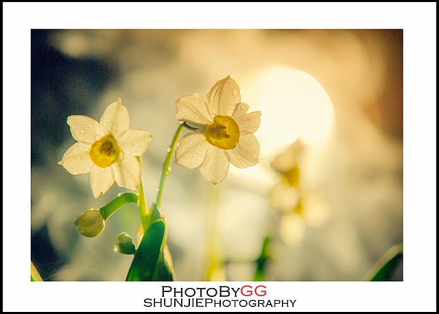 【PhotoByGG】幻烟·画心675 / 作者:小兔子 / 帖子ID:63697