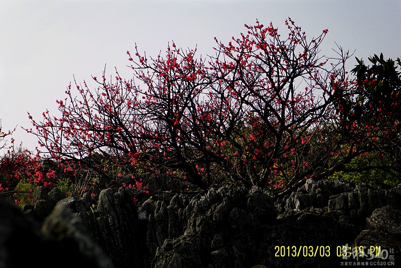 大岭山桃花怒放 今日里游客满场182 / 作者:柚子壳※ / 帖子ID:63745