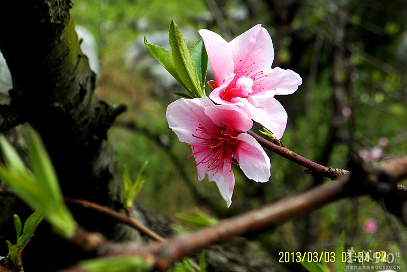 大岭山桃花怒放 今日里游客满场544 / 作者:柚子壳※ / 帖子ID:63745