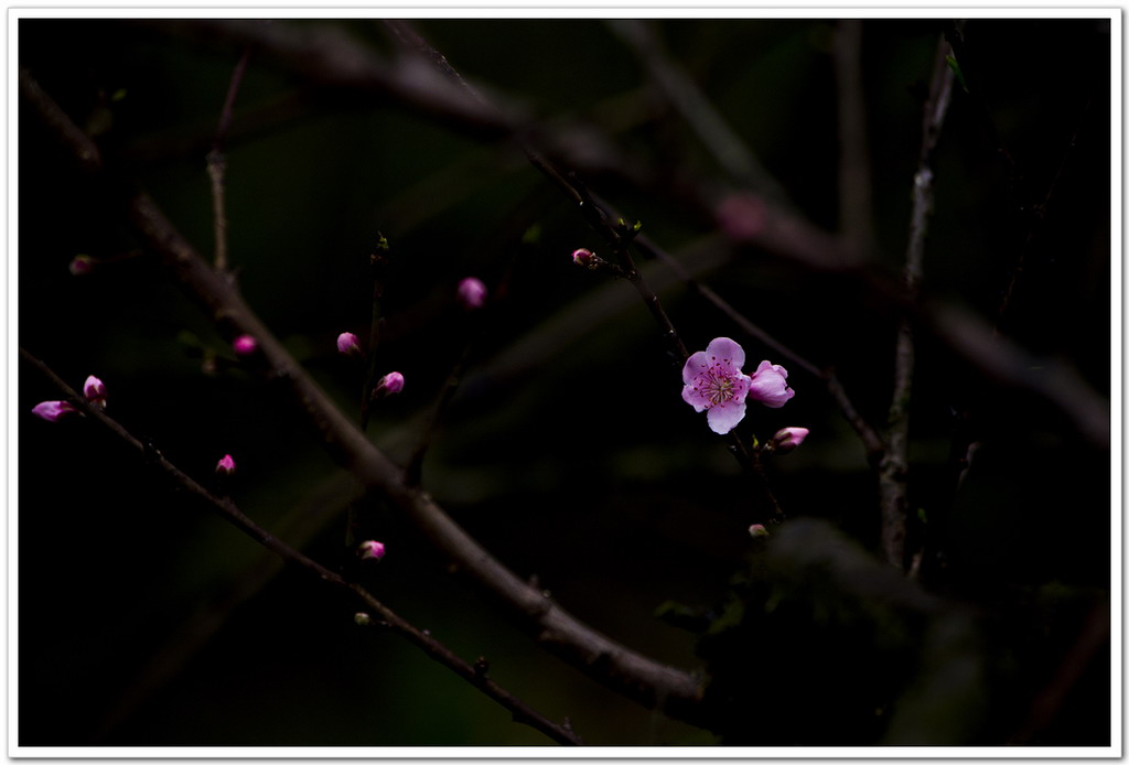 2013、二月。824 / 作者:講不醜 / 帖子ID:63748