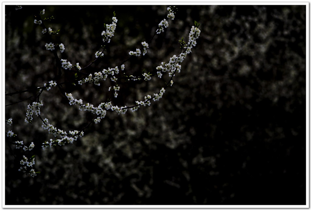2013、二月。186 / 作者:講不醜 / 帖子ID:63748