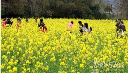 【旅游景点推荐】桂林阳朔油菜花开放，吸引众多游客72 / 作者:訫懐梦想 / 帖子ID:63816