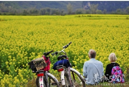 【旅游景点推荐】桂林阳朔油菜花开放，吸引众多游客214 / 作者:訫懐梦想 / 帖子ID:63816