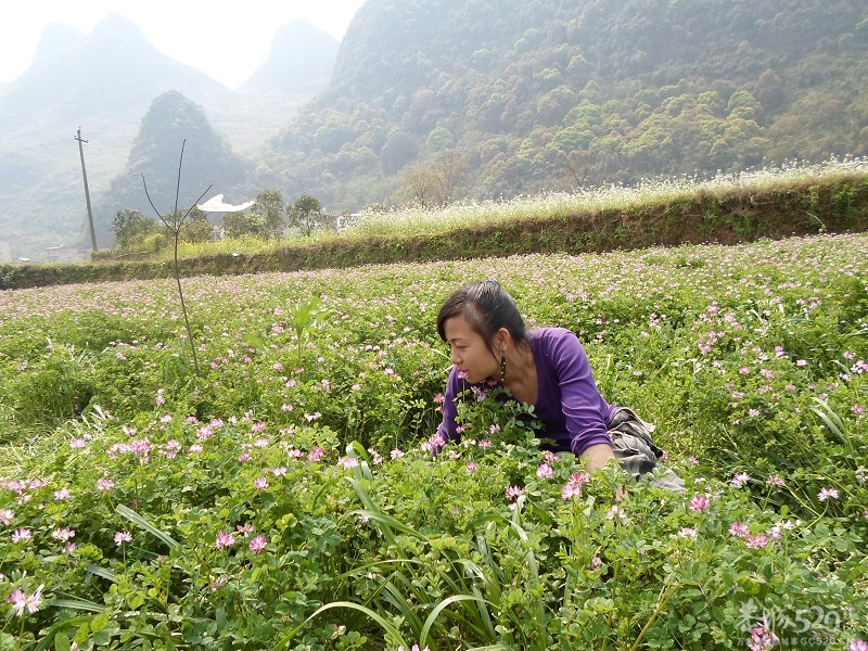 2013恭城交友群--徒步阳朔遇龙河255 / 作者:斯巴达克斯 / 帖子ID:64205