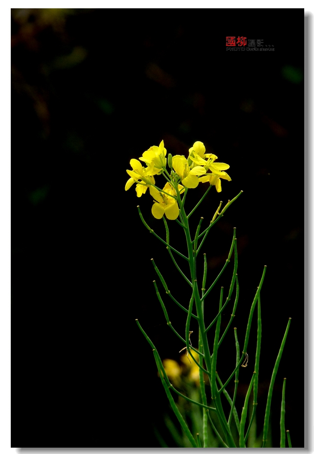 桂林田心里油菜花750 / 作者:与孤独共舞 / 帖子ID:64232