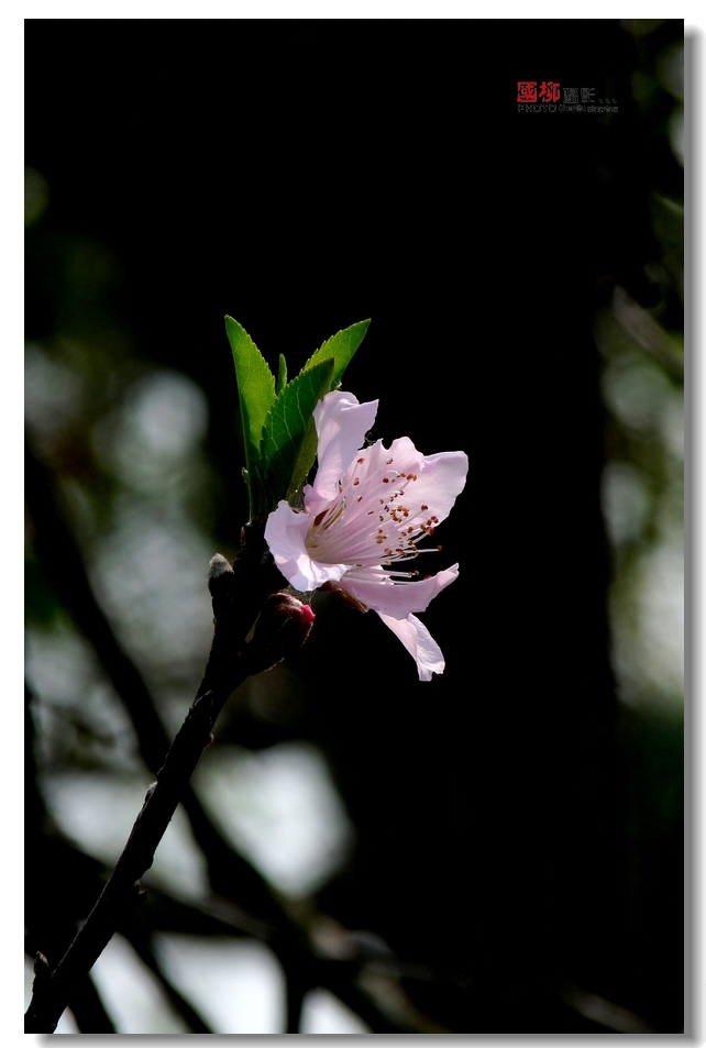 桂林园博园赏花27 / 作者:与孤独共舞 / 帖子ID:64233