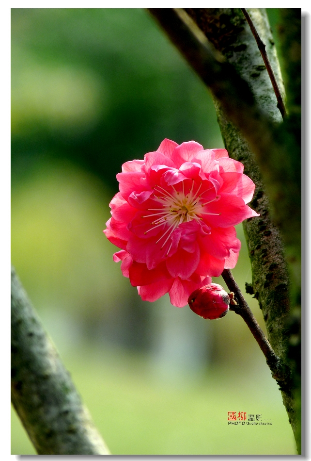 桂林园博园赏花373 / 作者:与孤独共舞 / 帖子ID:64233