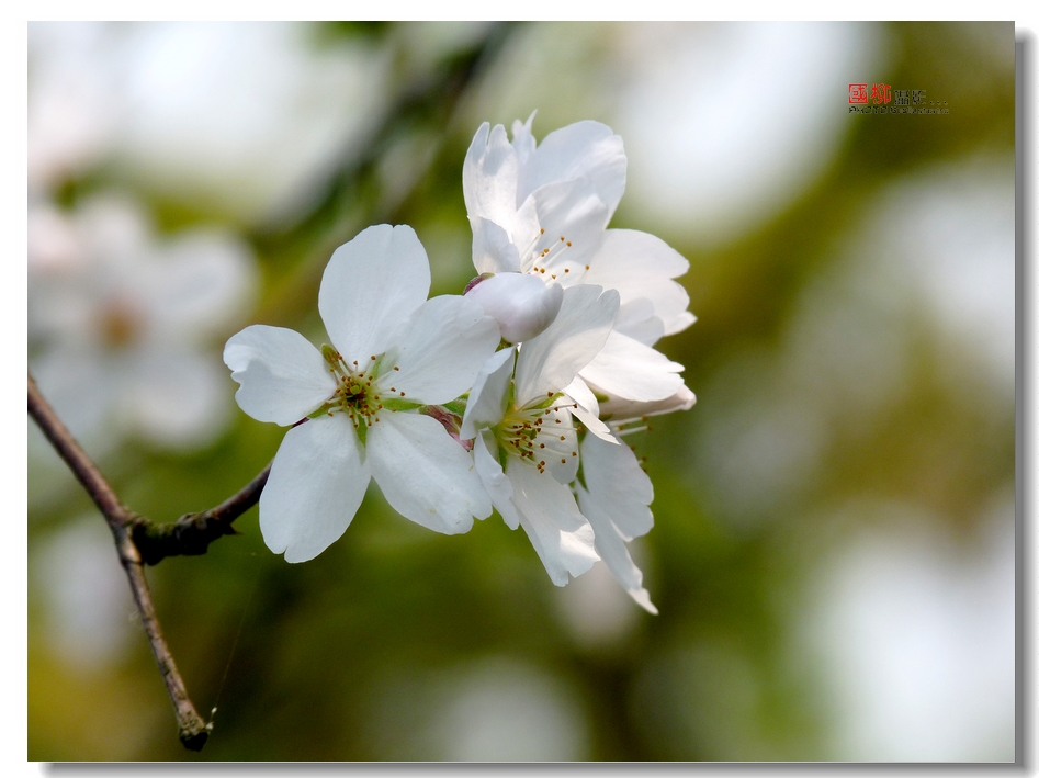 桂林园博园赏花649 / 作者:与孤独共舞 / 帖子ID:64233