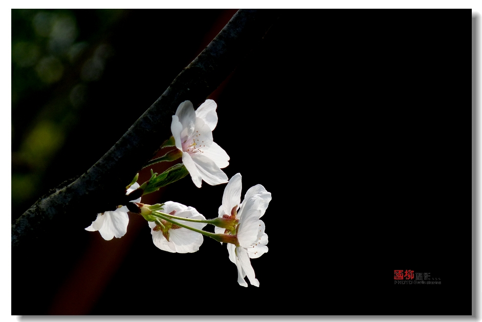 桂林园博园赏花278 / 作者:与孤独共舞 / 帖子ID:64233
