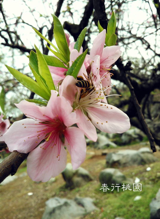手机摄影23 / 作者:小昆 / 帖子ID:64445