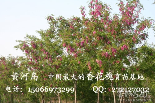 香花槐树苗，规格齐全、低价出售414 / 作者:唯美幽情 / 帖子ID:64470