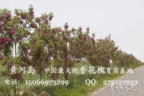 香花槐树苗，规格齐全、低价出售129 / 作者:唯美幽情 / 帖子ID:64470