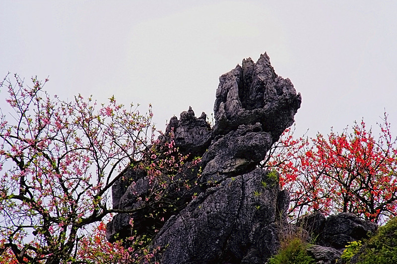 再来一组桃花pp867 / 作者:瑶乡看兰 / 帖子ID:64521