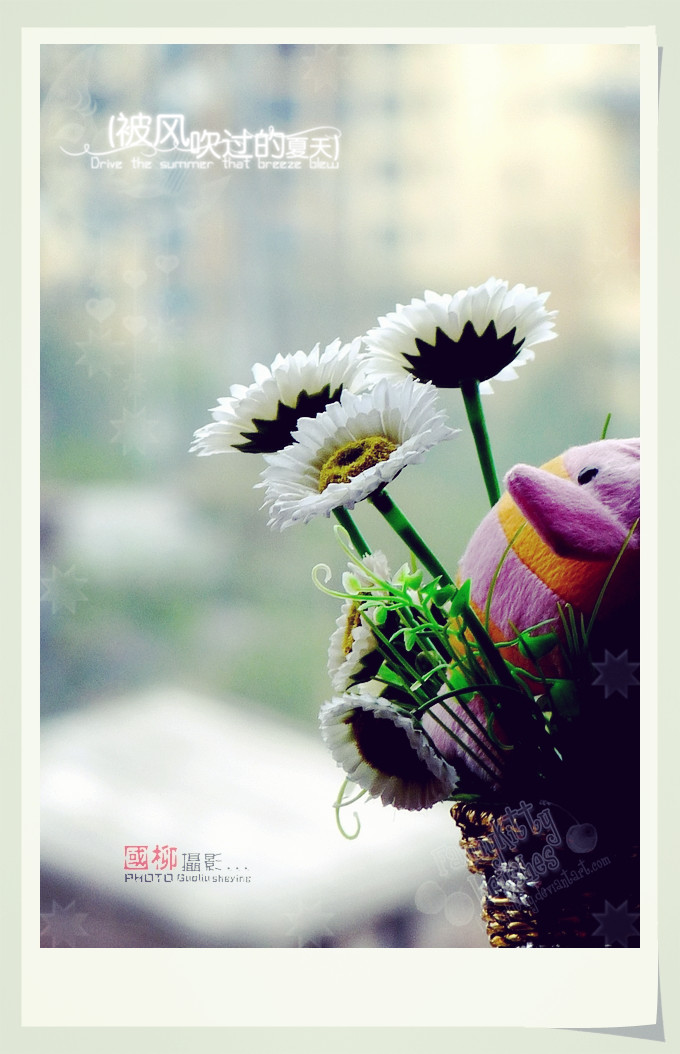 在家拍束塑料花838 / 作者:与孤独共舞 / 帖子ID:64768