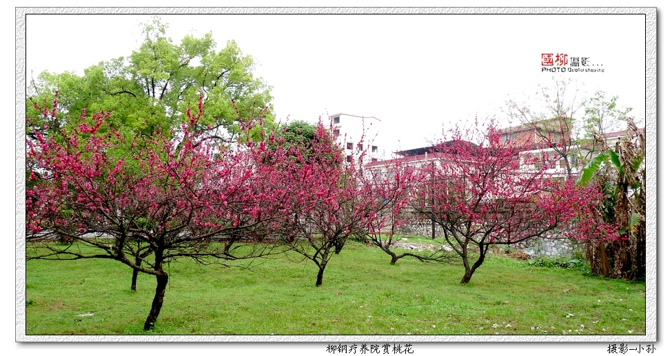 桂林柳钢疗养院赏残花780 / 作者:与孤独共舞 / 帖子ID:64870