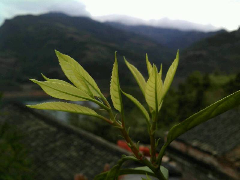 搞个烂手机我也照起好有瘾滴。。好久呗来了，露个脸，证明我还在倒。。哈哈11 / 作者:若無其事 / 帖子ID:64971