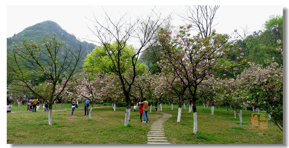 西山公园+南溪山公园乱采花，多图966 / 作者:与孤独共舞 / 帖子ID:65331