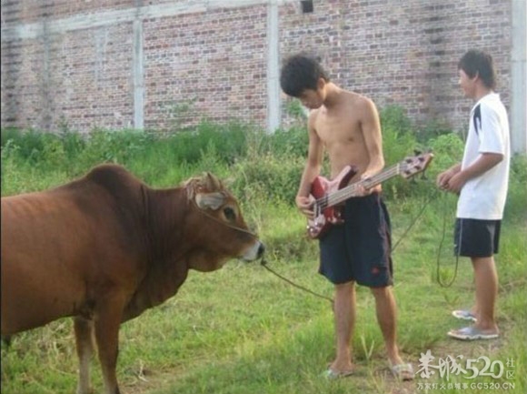 对牛谈情527 / 作者:熟悉的陌生人 / 帖子ID:65366