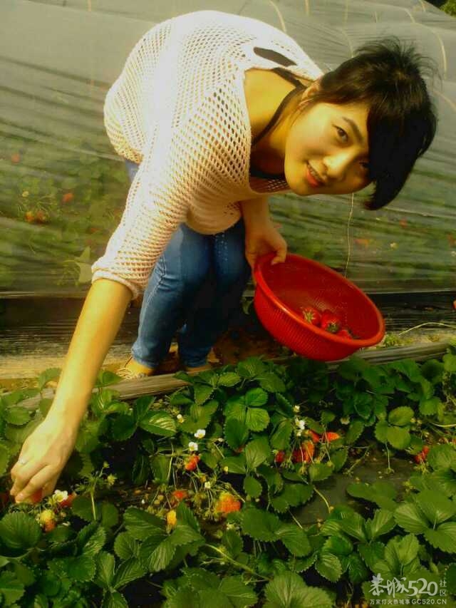 清爽草莓妹897 / 作者:熟悉的陌生人 / 帖子ID:65368