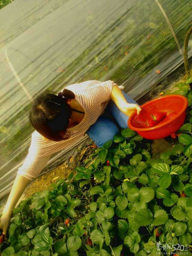 清爽草莓妹635 / 作者:熟悉的陌生人 / 帖子ID:65368