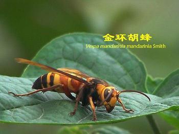 大家来看看骗老人的假货671 / 作者:爱迩美全屋定制 / 帖子ID:65652